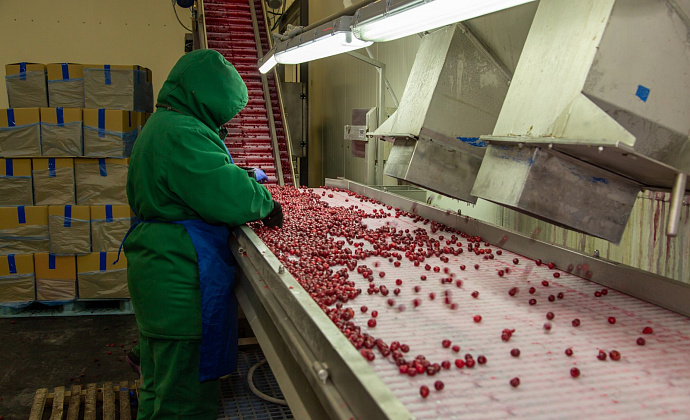 Сортировщик в производстве пищевой продукции